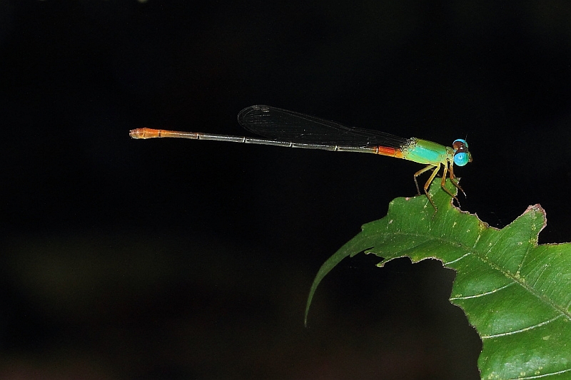 _MG_5354 Ceriagrion cerinorubellum fem.JPG